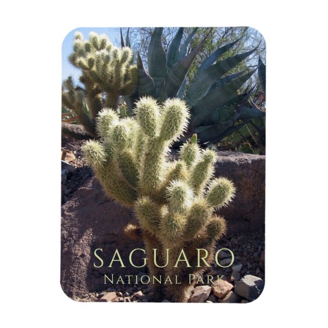 Magnet Flexible Parc national du Saguaro Plantes du désert Arizona (Vertical)