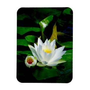 Magnet Flexible Parfait White Water Lily and Bud