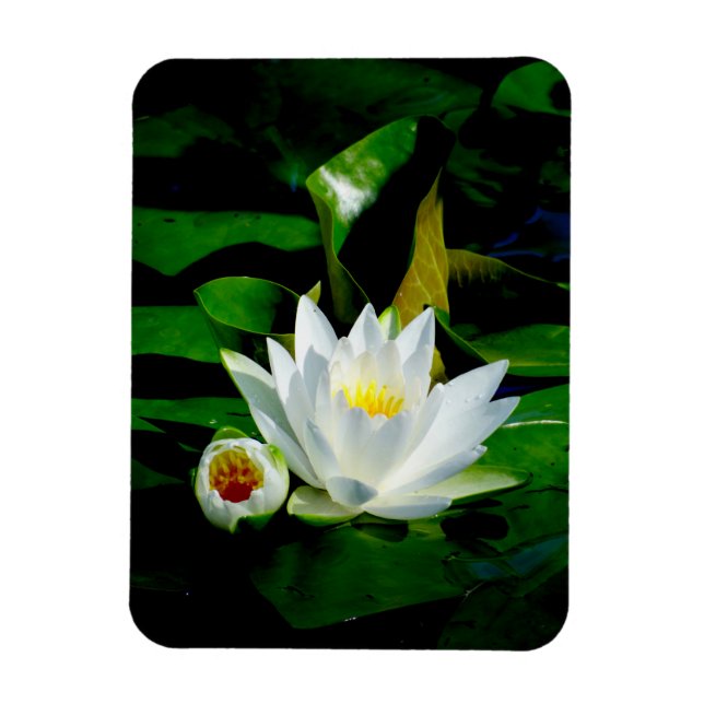Magnet Flexible Parfait White Water Lily and Bud (Vertical)