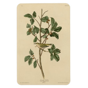 Magnet Flexible Paruline du Tennessee, d'Audubon's Birds of Americ