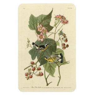 Magnet Flexible Parulines jaunes et noires Audubon's Birds of Amer