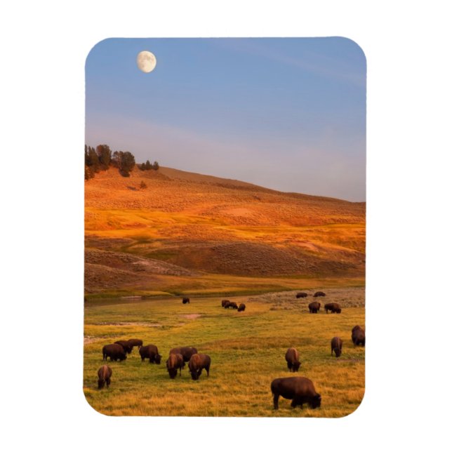 Magnet Flexible Pâturage de bisons sur la colline à Hayden Valley (Vertical)