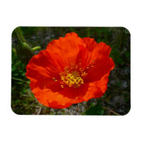 Pavot rouge de l'Alaska Fleur colorée