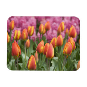 Magnet Flexible Pays-Bas (alias Holland), Lisse. Keukenhof
