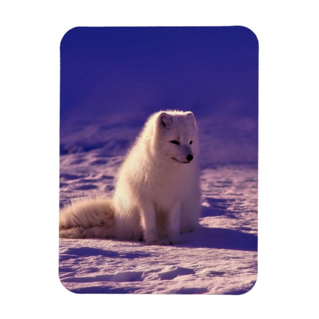 Magnet Flexible Paysage de neige de l'hiver de Fox Arctique (Vertical)