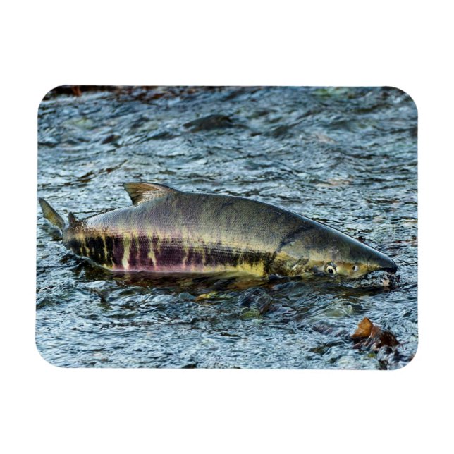 Magnet Flexible Pêcheurs les aiment Saumon (Horizontal)