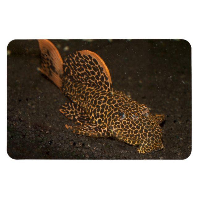 Magnet Flexible Peckoltia Compta (Horizontal)