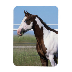 Magnet Flexible Peignez la position de cheval