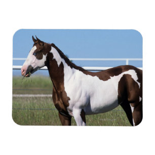Magnet Flexible Peignez la position de cheval