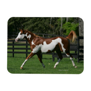 Magnet Flexible Peignez le cheval courant 1
