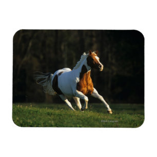 Magnet Flexible Peignez le cheval fonctionnant rapidement