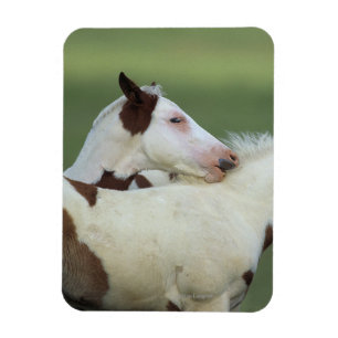 Magnet Flexible Peignez le jeu de poulains