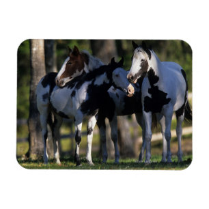 Magnet Flexible Peignez les chevaux