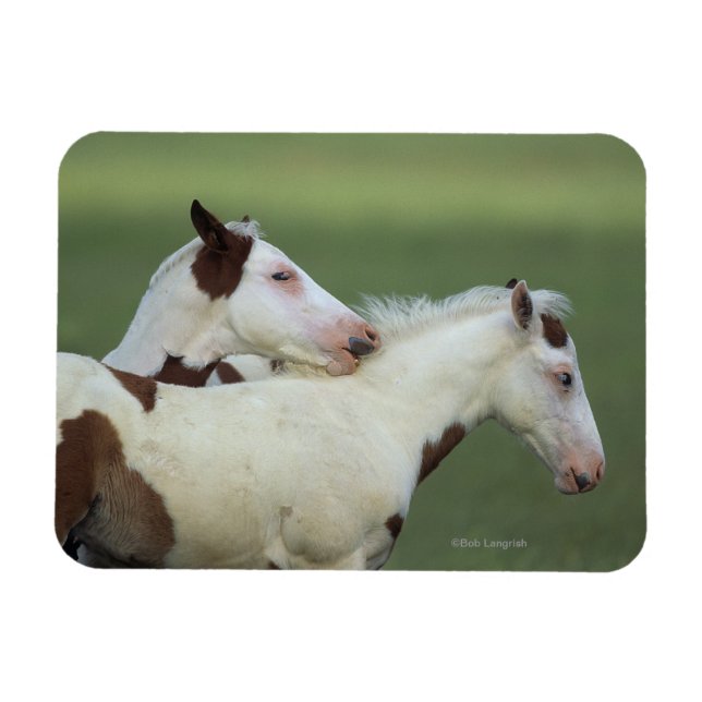 Magnet Flexible Peindre Foals Jouer (Horizontal)