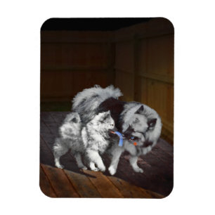Magnet Flexible Peinture Keeshond Playtime - Jolie art original ch