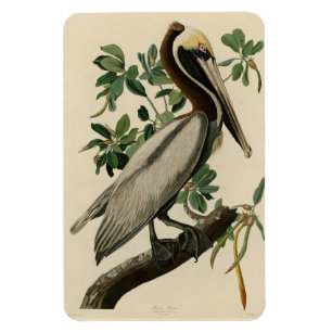 Magnet Flexible Pélican Brown d'Audubon's Birds of America