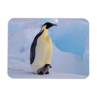 Penguin | Apténodytes