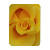 Pétales de rose jaune romantiques