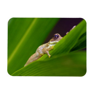 Magnet Flexible Petit aimant de grenouille