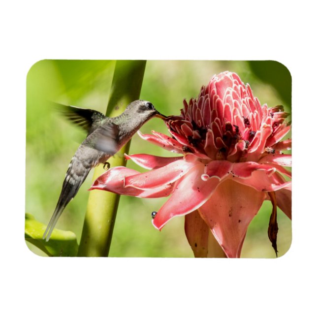 Magnet Flexible Petit aimant Hermite à barbe blanche (Horizontal)