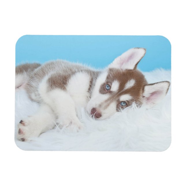 Magnet Flexible Petit Chiot Husky allongé sur une couverture (Horizontal)