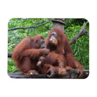 Petit déjeuner avec le zoo de Singapour Orangutans