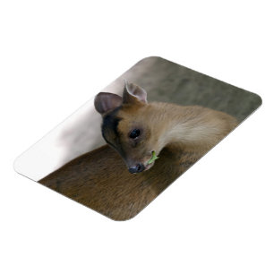 Magnet Flexible Petit muntjac