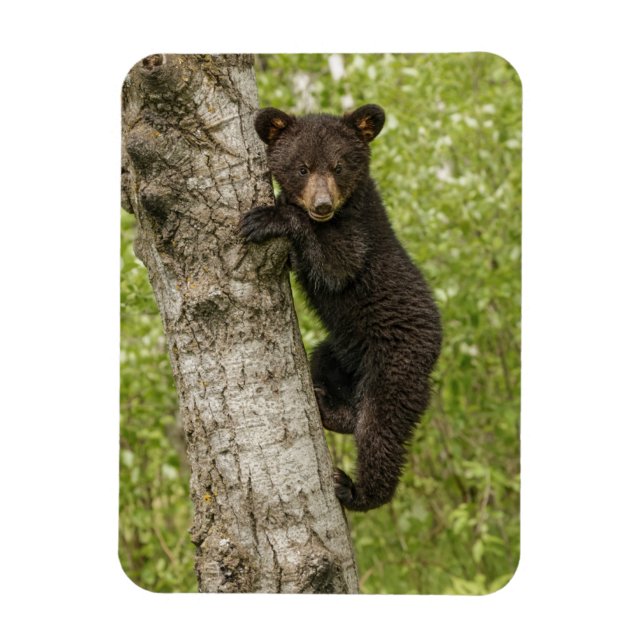Magnet Flexible Petit Ours noir dans l'arbre (Vertical)