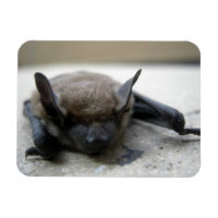 Petite chauve-souris brune (Myotis lucifugus)