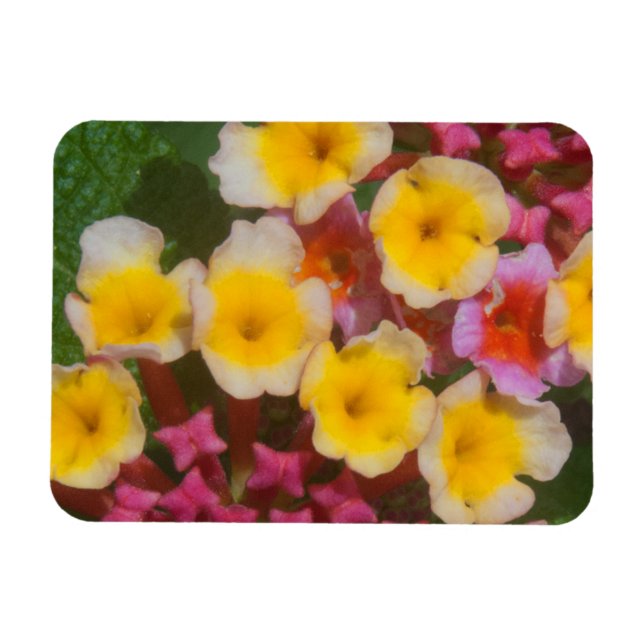 Magnet Flexible Petites Fleurs Tropicales Jaunes Aux Bureaux Roses (Horizontal)