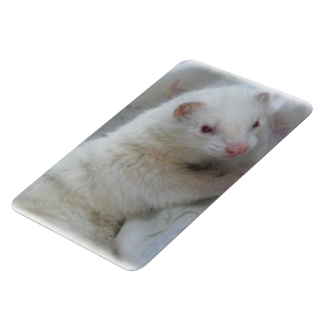 Magnet Flexible Photo Albino Ferret (Côté Gauche)