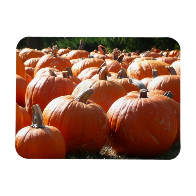 Magnet Flexible Photo citrouille pour automne, Halloween ou Thanks (Horizontal)