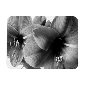 Magnet Flexible Photo de deux fleurs d'Amaryllis