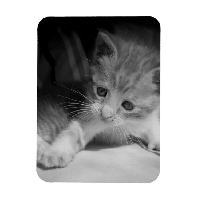 Magnet Flexible Photo de Kitten noir et blanc (Vertical)