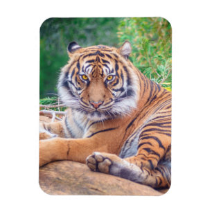 Magnet Flexible Photo de tigre étonnante