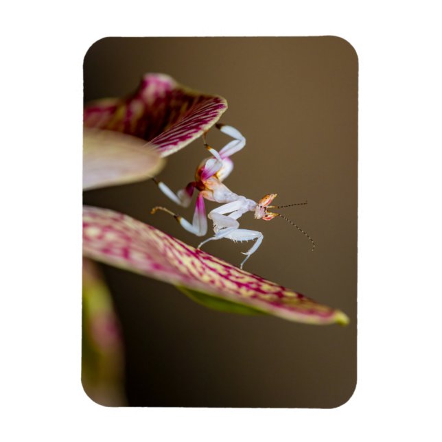 Magnet Flexible Photo d'une jeune orchidée (Vertical)