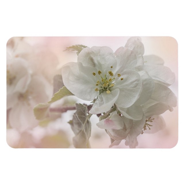 Magnet Flexible Photo en fleurs de pomme blanche (Horizontal)