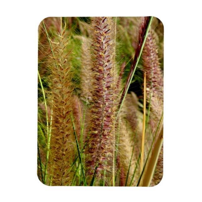 Magnet Flexible Photo macro de l'herbe de Foxtail (Vertical)