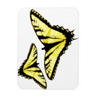 Photo papillon de l'épaisse du tigre oriental
