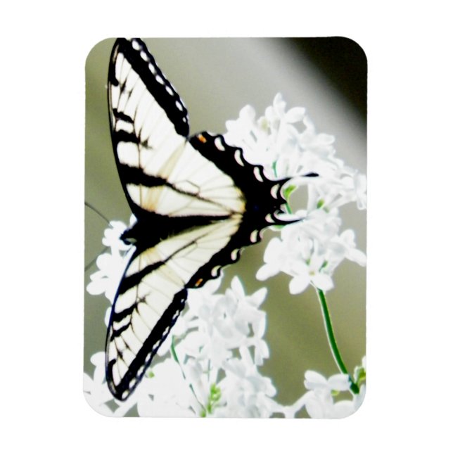 Magnet Flexible Photo papillon de l'épaisse du tigre oriental (Vertical)
