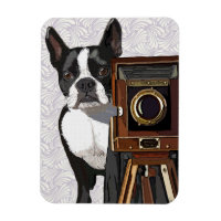 Photographe Boston Terrier 2