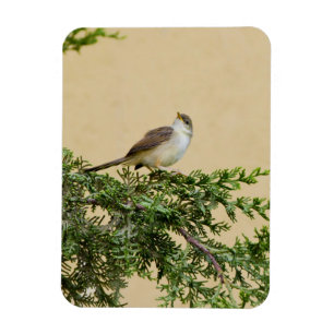 Magnet Flexible Photographie charmante d'un oiseau moineau