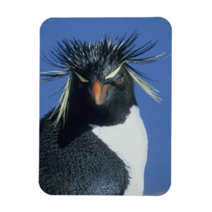 Magnet Flexible Pingouin de Rockhopper (Eudyptes chrysocome)