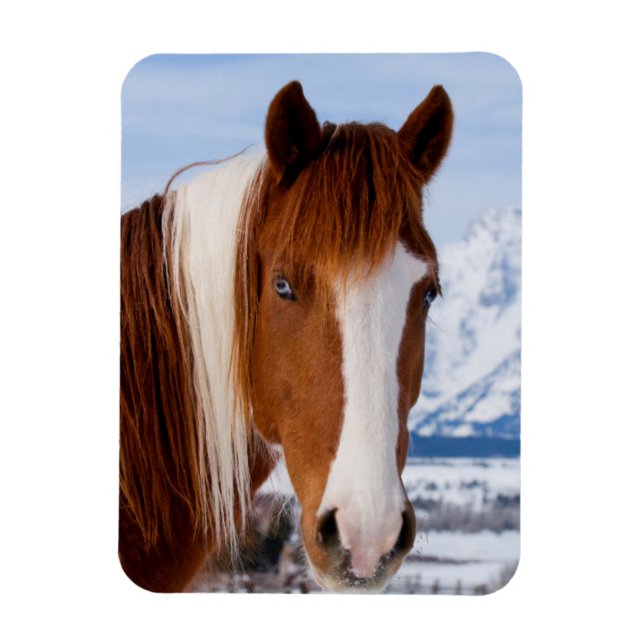 Magnet Flexible Pinto Horse Le mont Moran en hiver (Vertical)