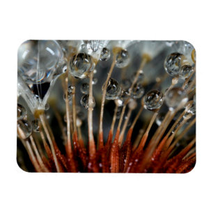 Magnet Flexible Pissenlit et gouttes d'eau, CA