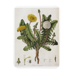Magnet Flexible Pissenlit (gravure de couleur)