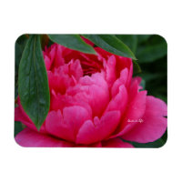 Pivoine Rose Timide