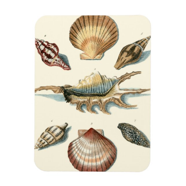 Magnet Flexible Plage de Shell soignée (Vertical)