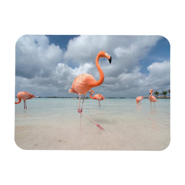 Magnet Flexible Plages tropicales | Flamants roses Beach, Aruba (Horizontal)