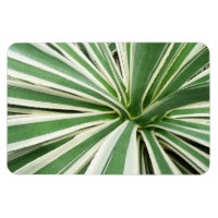 Plante Agave Vert et blanc rayé
